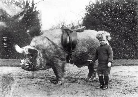 TYWKIWDBI ("Tai-Wiki-Widbee"): A boy and his... hog