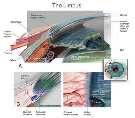 Eye anatomy: limbus anatomy_anterior3 | Eye anatomy, Anatomy, Eyes