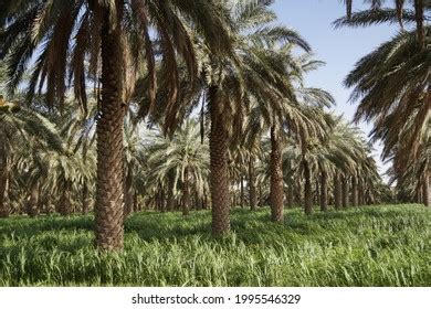 Dates Farm Agriculture Land Saudi Arabia Stock Photo 1995546329 ...