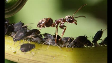 Ants Farming Aphids - YouTube