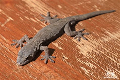 Schlegel's Japanese Gecko (Nihon Yamori) - TAKUYA MORIHISA NATURE PHOTOGRAPHY -GANYU-