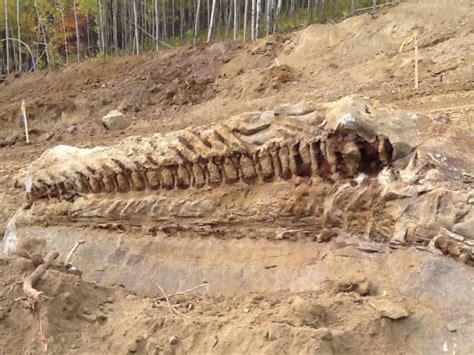 Massive dinosaur fossil unearthed by Alberta pipeline crew | CBC News