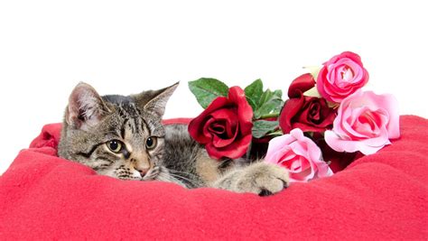 Why Are Cats Attracted to Roses?