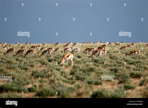 Large herd of Springbok grazing Stock Photo - Alamy