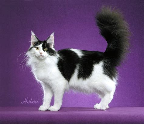 Maine Coon Cat Personality, Characteristics and Pictures - InspirationSeek.com