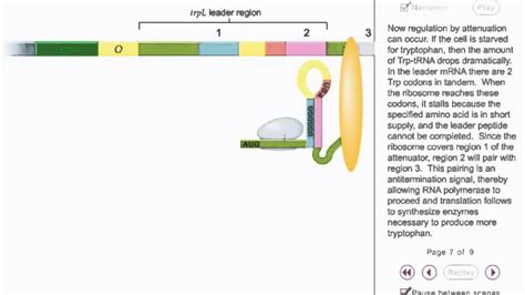 Trp operon Attenuation Animation - YouTube