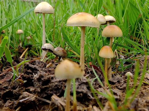 Free picture: mushroom, fungus, nature, grass, grass, poison, spore ...