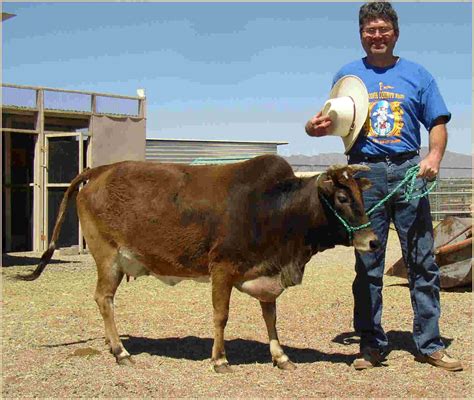 I'd also like to have some zebu cattle. They're small and known for having good temperments ...