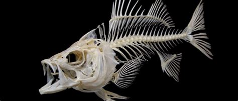 Fish Skeletons | FISHING FURY - A Fishing Blog with Attitude!