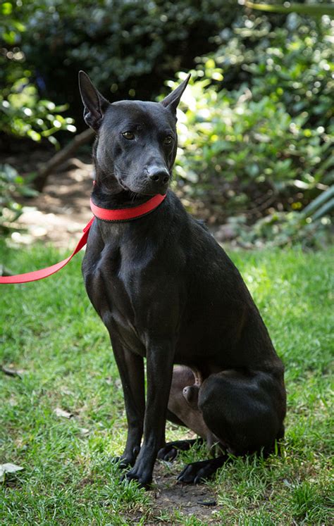 Phu Quoc Ridgeback Info, Temperament, Puppies, Pictures