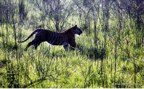 Top 141 + Number of animals in jim corbett national park ...