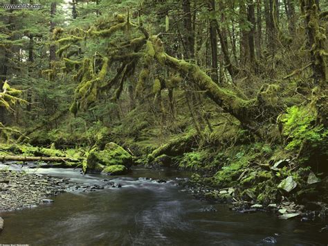 Nature: Peaceful Forest Southeast Alaska, picture nr. 17521