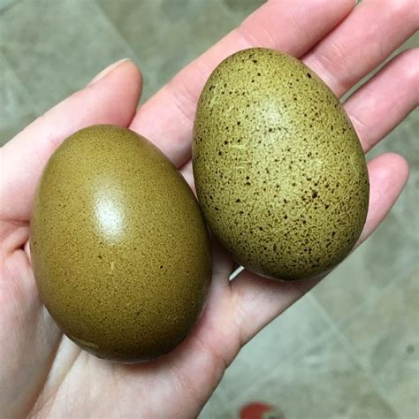 Olive-colored chicken eggs | Backyard chicken farming, Chicken breeds ...