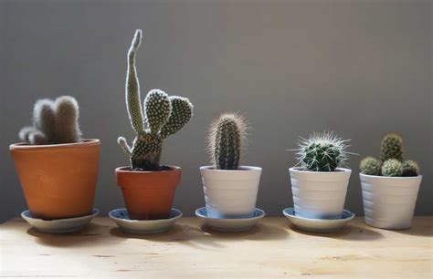 Expert Tips to Take Care of a Cactus General Tips | Plantly