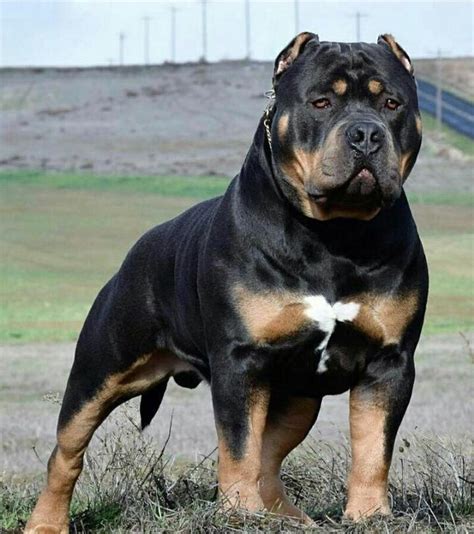 Rottweiler Mix With Pitbull "Pitweiler" - Junk Feeds