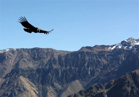 Colca Canyon Condors - Aracari Travel