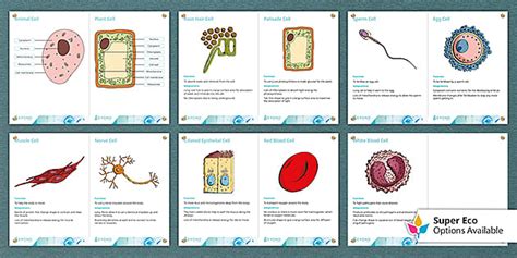 Labelled Cells Display Posters | Twinkl (teacher made)