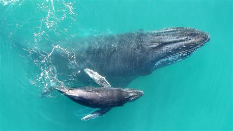 Recordings Reveal That Baby Humpback Whales 'Whisper' To Their Mothers ...