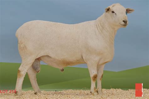 Farjam News 蠟拉 Australian sheep sells for 0,000 smashes own record