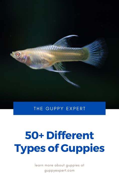 Guppy Fish Varieties | Guppy fish, Types of guppies, Guppy fish types