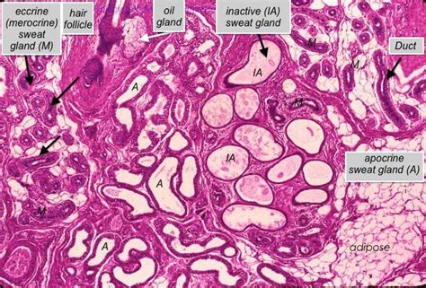 Skin - sweat glands - Histology | Sweat gland, Vet medicine, Gland