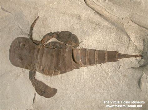 Eurypterus remipes