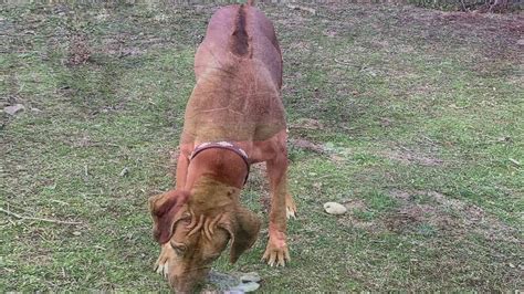 Rhodesian Ridgeback hunting... - YouTube