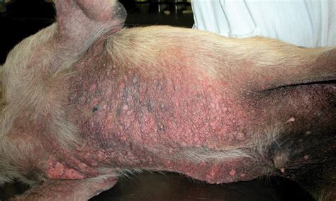 Sarcoptic Mange (Scabies) in Dogs & Cats | [site:name]
