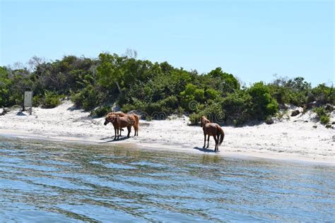 Assateague Island, Maryland Stock Photo - Image of tails, assateague ...