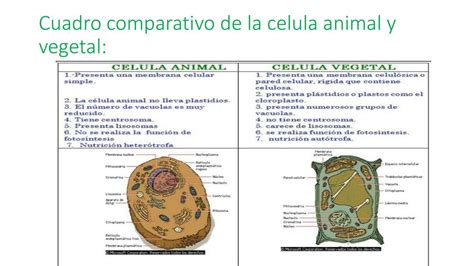 Viajero girasol Descripción del negocio cuadro comparativo de las ...