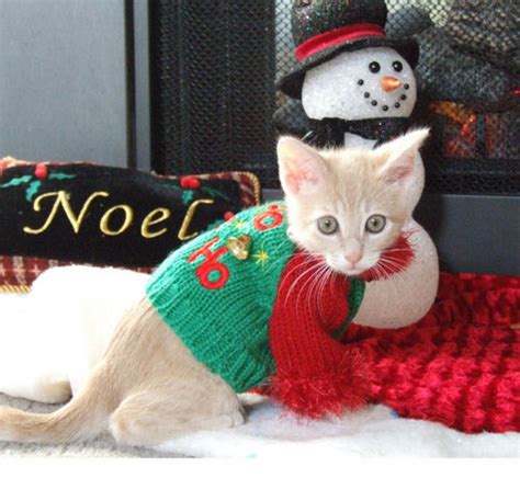 Caterville: Cats Wearing Christmas Sweaters