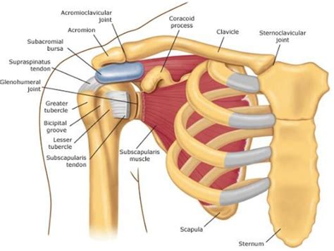 Common Causes of Pain in Left Shoulder