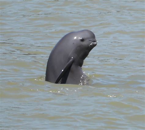 Finless porpoise population in Yangtze's Jiangsu section near 100: survey - Chinadaily.com.cn