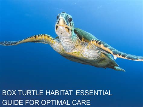 Box Turtle Habitat: Essential Guide for Optimal Care - Turtle's Life