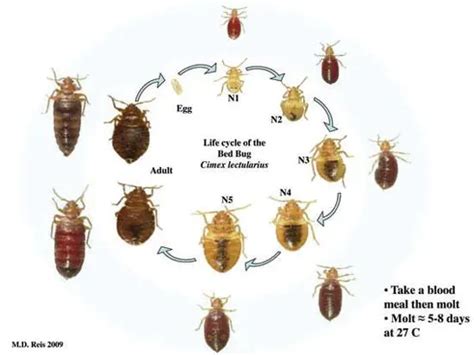 Bed Bugs Pictures: Actual Size, Stages and Skin Bites (2022)