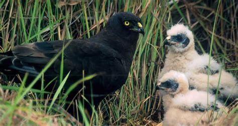 Black harrier satellite tracking (South Africa) | Natural Research