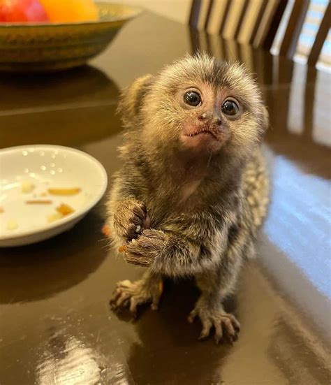 Finger Monkey: The Smallest Pet Monkey You Can Own