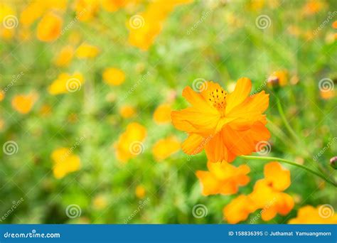 Yellow Flower is Blooming Beautiful Flora in Floral, Field with Sunrise ...