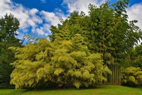 9 Methods To Propagate Bamboo Plants: Which One Is The Best?