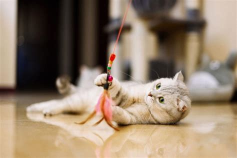 20 fun DIY cat toys that kitties can’t resist