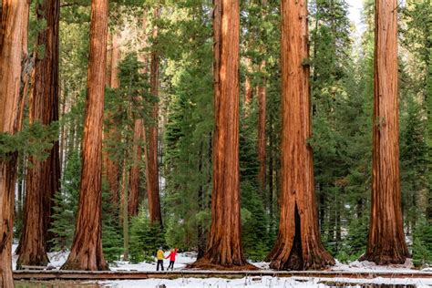 Sequoia National Park In Winter | EMBRACE SOMEPLACE