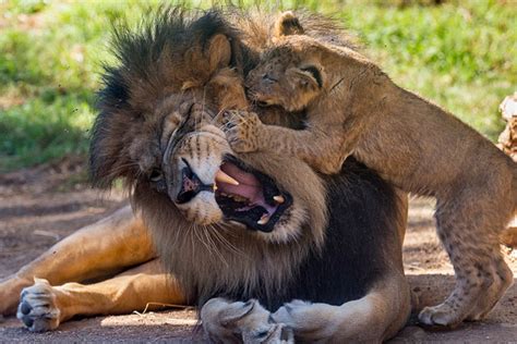 Lion Cubs Meet Their Dad for the First Time - Vetstreet | Vetstreet