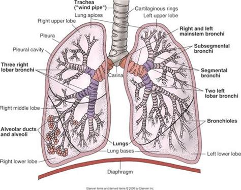 16. Respiratory System Anatomy and Physiology | Lunges, Respiratory system, Respiratory system ...