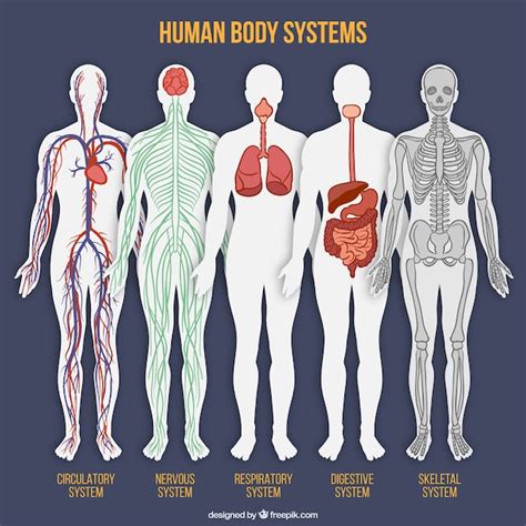 Premium Vector | Human body system collection