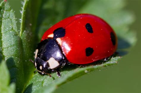 9 Types of Ladybugs Found In Arizona! (ID GUIDE) - Bird Watching HQ