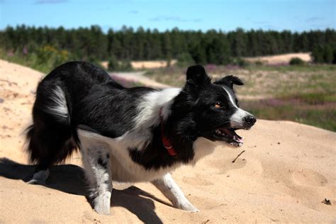 Border Collie herding by Jansu95 on DeviantArt