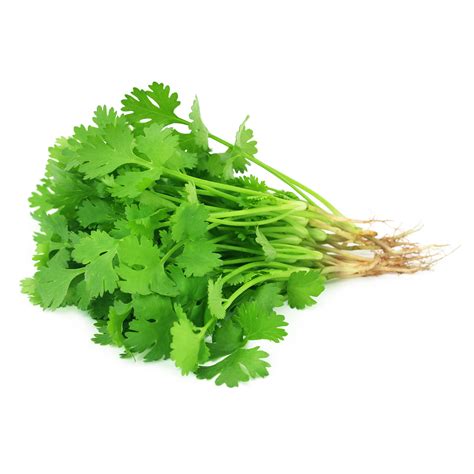 Coriander Leaves | Hari Ghotra