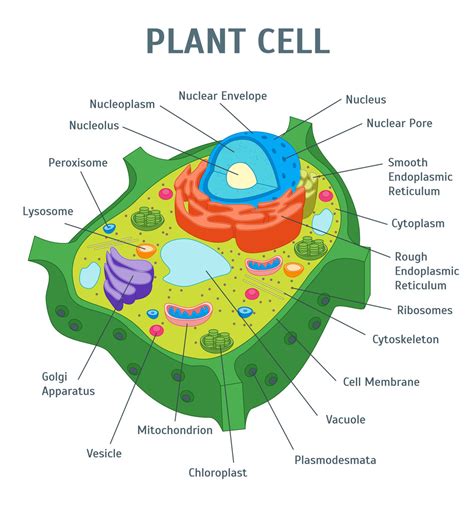 Parts of a Plant Cell Diagram | Quizlet