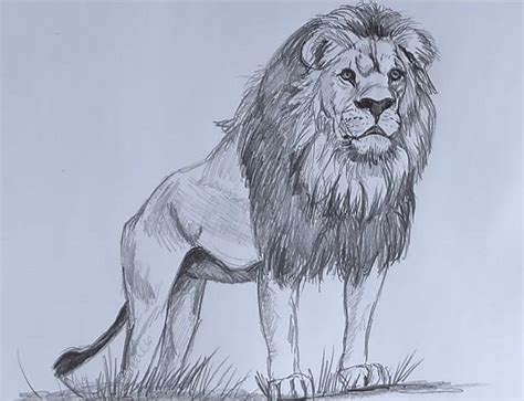 Lion Pencil Drawing | Lion Sketch | Pencil Sketch of Lion | Çizimler, Çizim, Hayvan