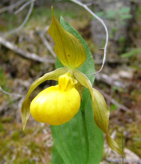 Cypripedium calceolus